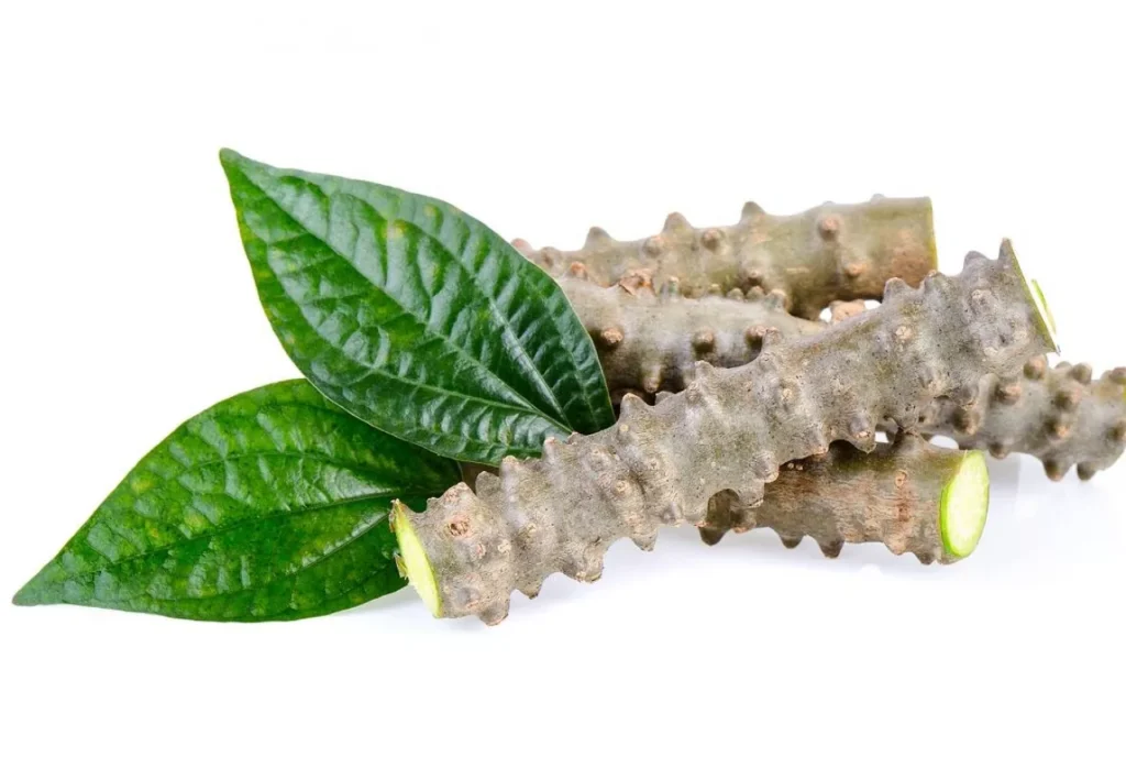 10 Mitos Umum Tentang Jamu Brotowali10 Mitos Umum Tentang Jamu Brotowali