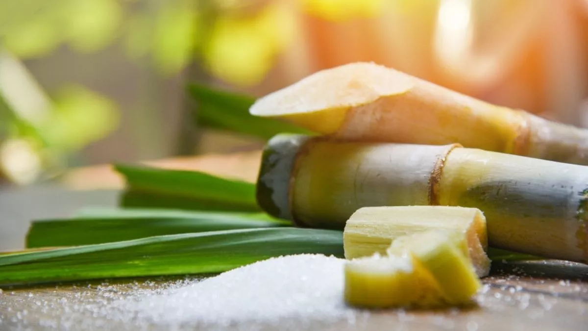 10 Cara Membuat Gula Tebu Alami di Rumah