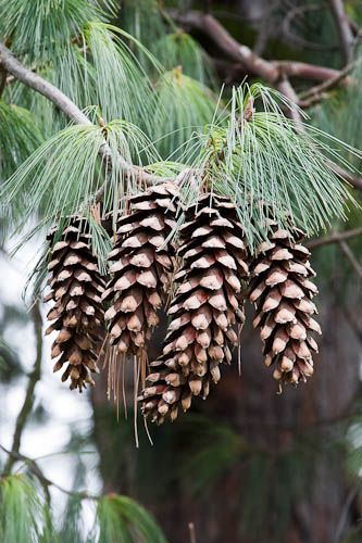 10 Kelebihan dari Pohon Pinus untuk Tubuh