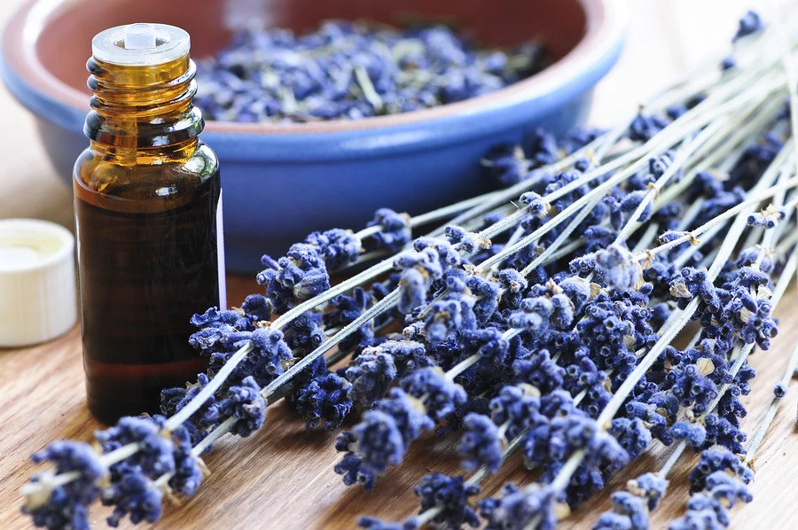 10 Manfaat Lavender untuk Kesehatan Rambut