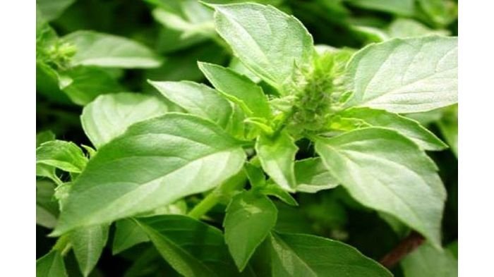 10 Manfaat Daun Kemangi untuk Kecantikan