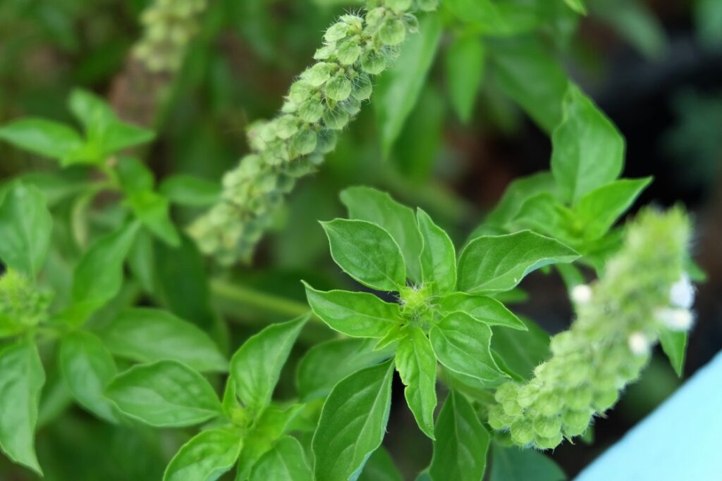 Cara Mengolah Daun Kemangi Menjadi Minuman Segar