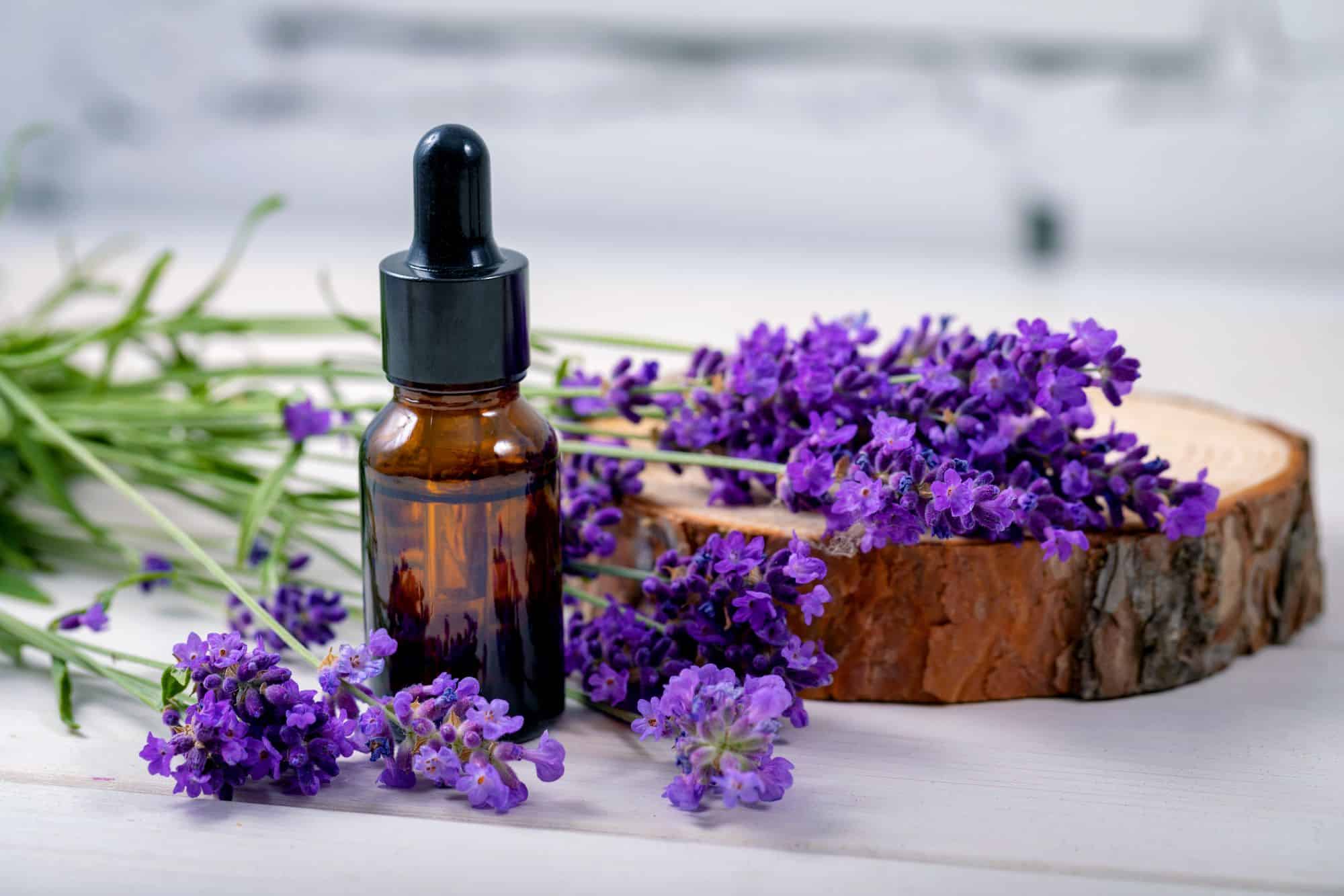 10 Cara Membuat Essential Oil Lavender di Rumah