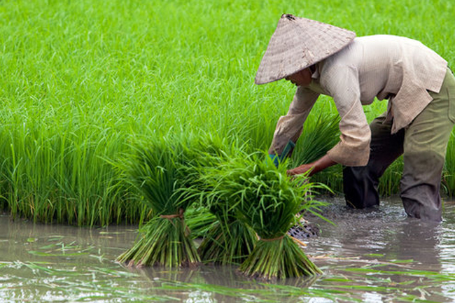 Sejarah Hari Tani Nasional: Mengenang Perjuangan Petani Indonesia