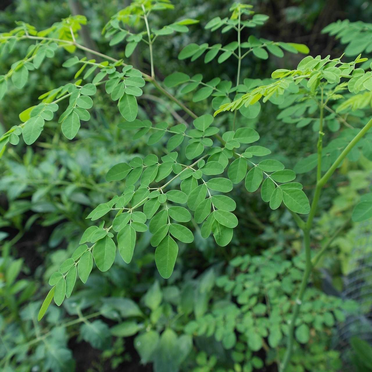 Kandungan Daun Kelor