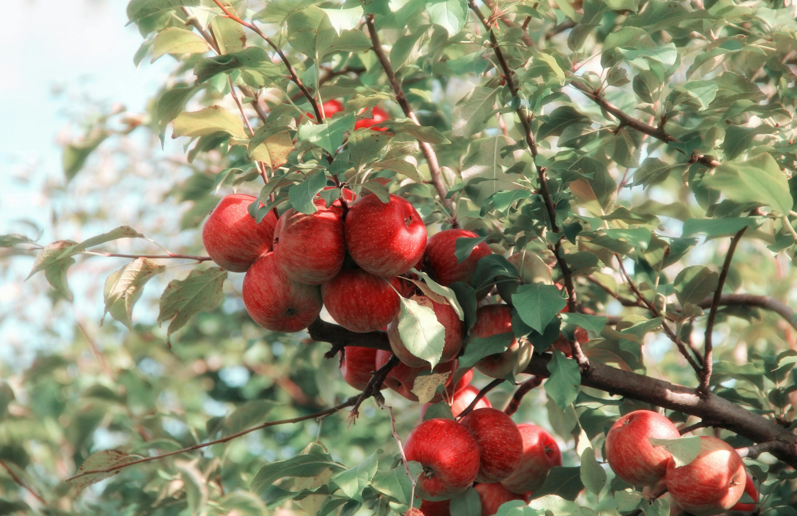 Kandungan Buah Apel