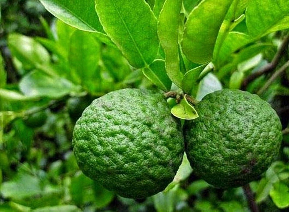 10 Fakta Unik Jeruk Purut yang Bikin Kamu Makin Penasaran