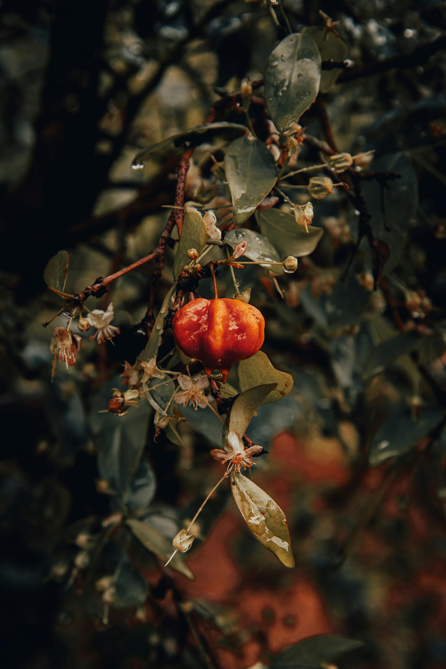 Manfaat Buah Dewandaru