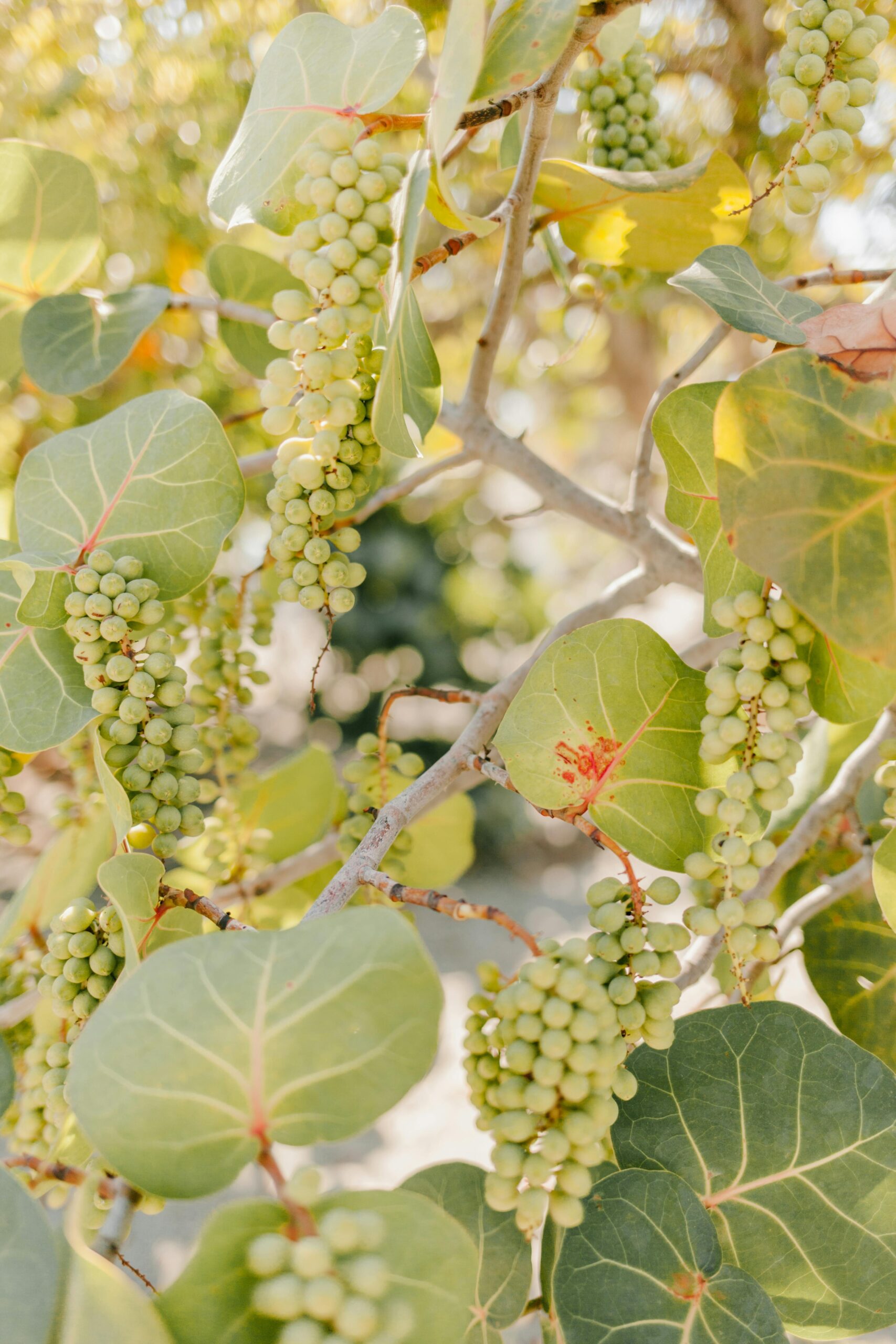 Mitos Buah Cermai