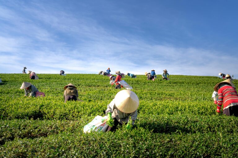 7 Tips Menjadi Seorang Petani bagi Anak Muda