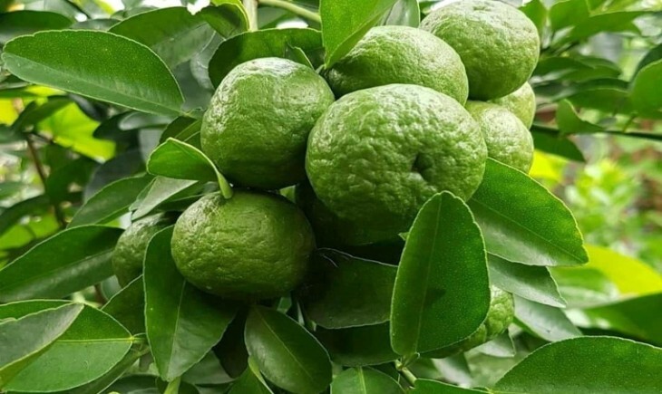 10 Cara Membuat Minuman Segar dengan Jeruk Limau