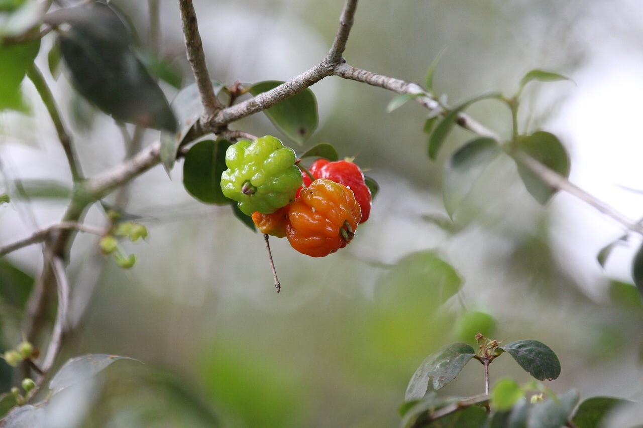 Kandungan Buah Dewandaru