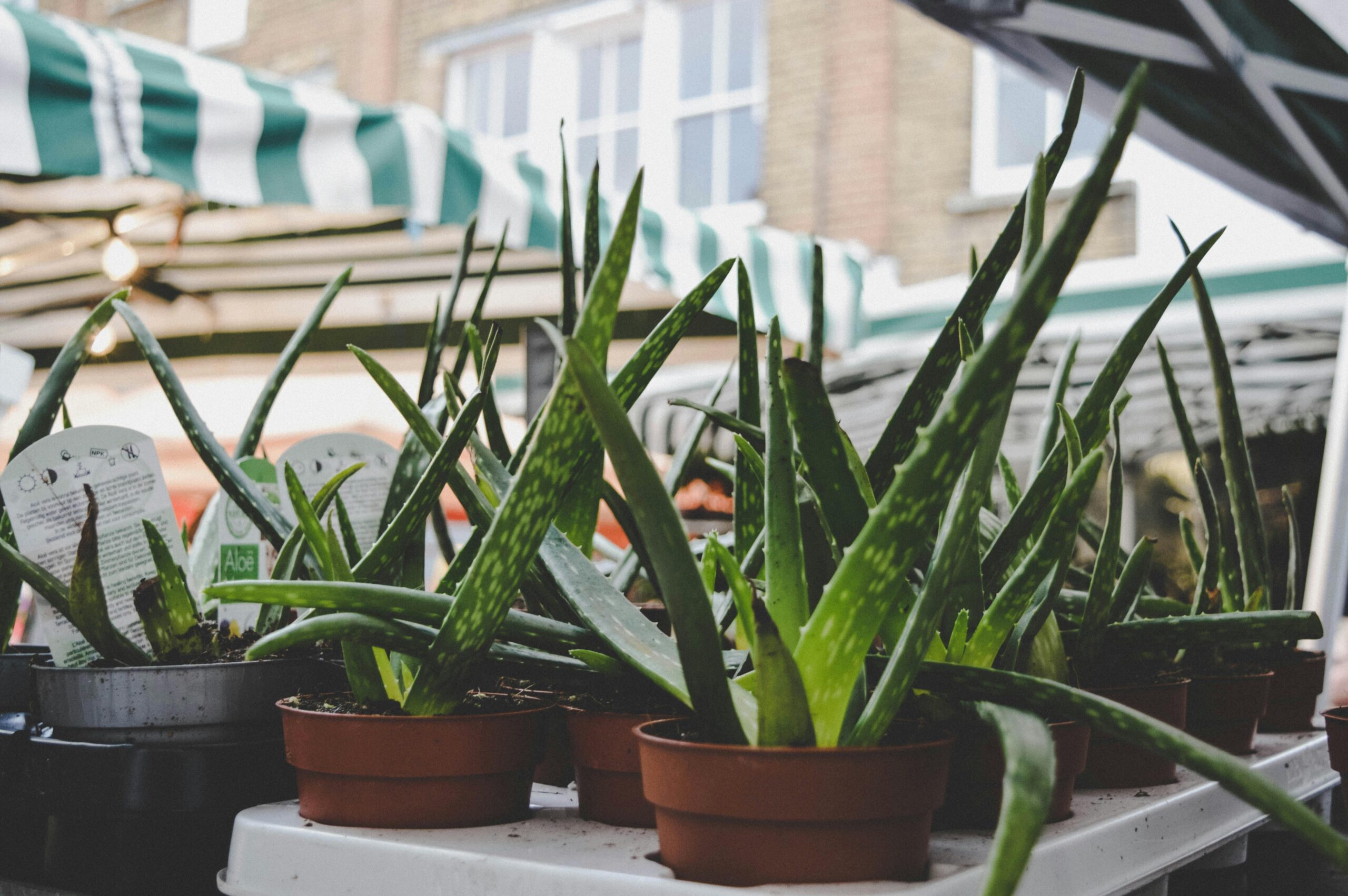 Cara Aloe Vera