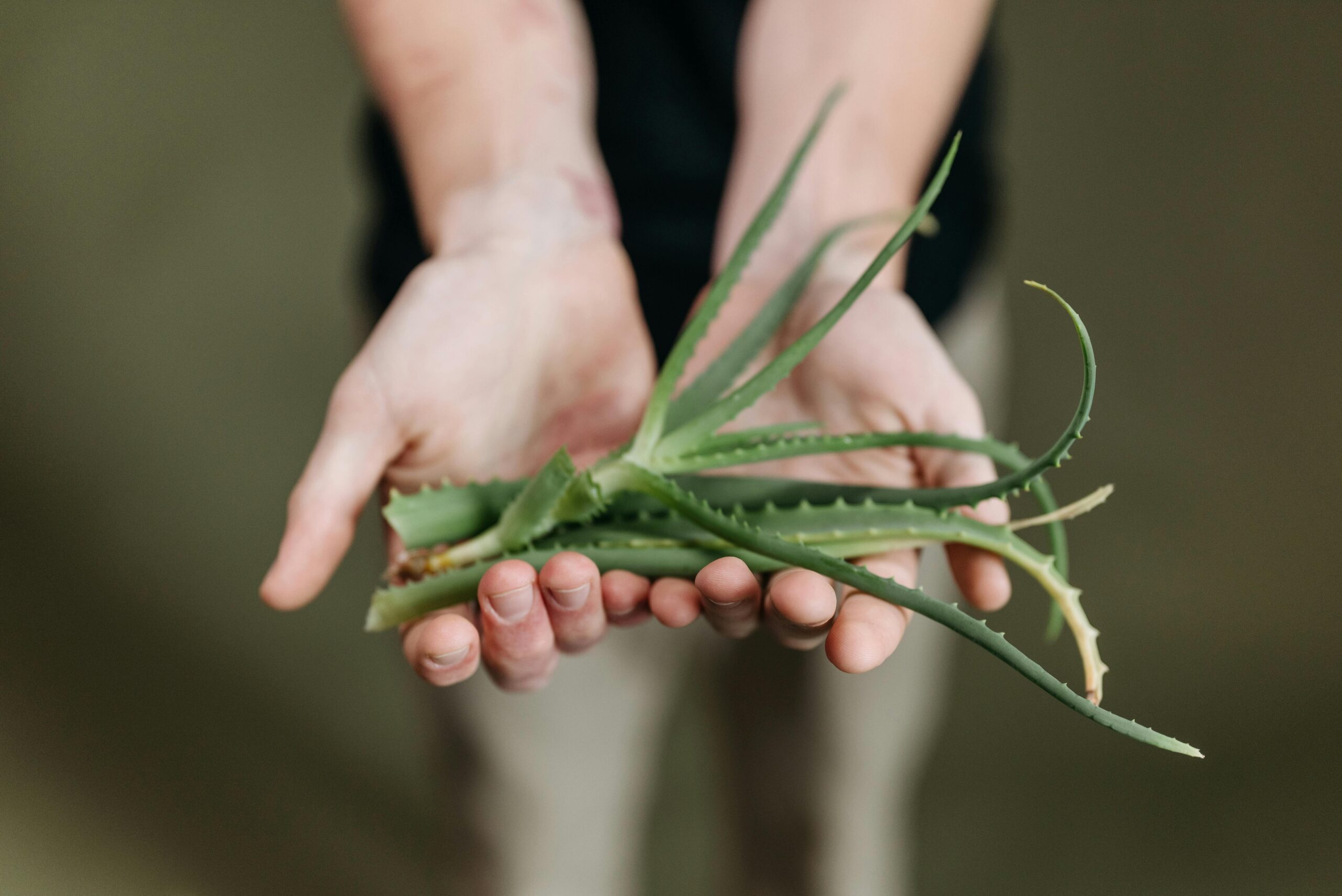 Cara Menggunakan Aloe Vera