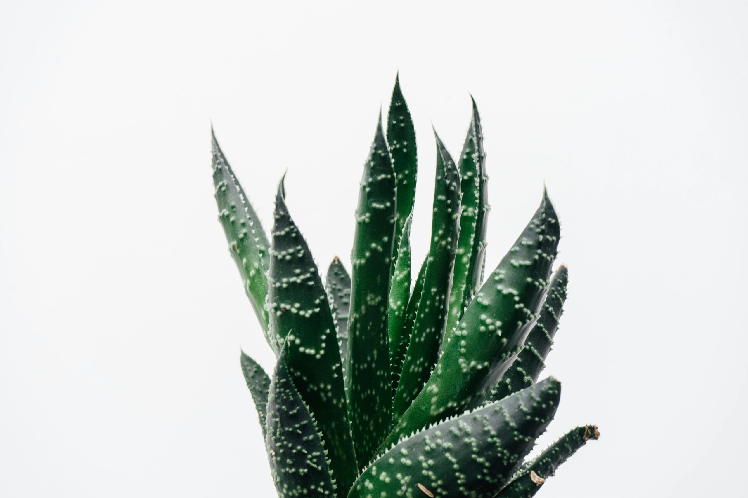 Keuntungan Aloe Vera