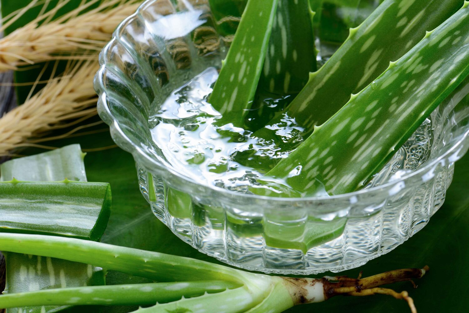 Cara Membuat Conditioner Alami dari Lidah Buaya di Rumah