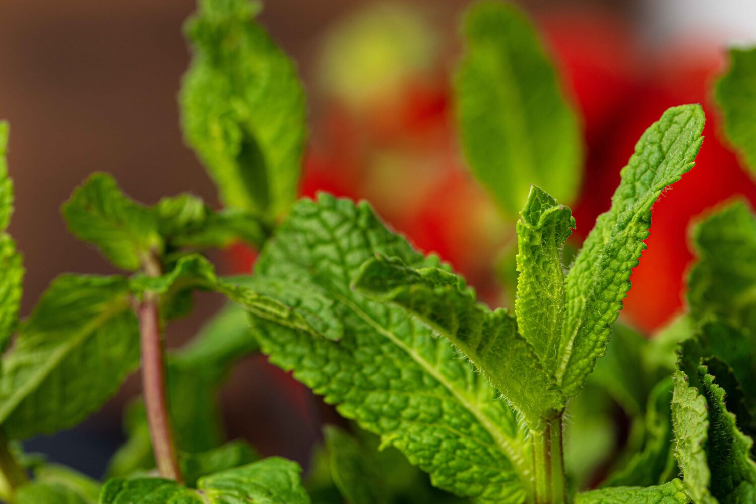 10 Tips Membuat Scrub Peppermint untuk Kulit Lebih Halus