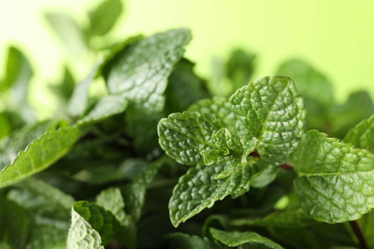 10 Tips Membuat Scrub Peppermint untuk Kulit Lebih Halus