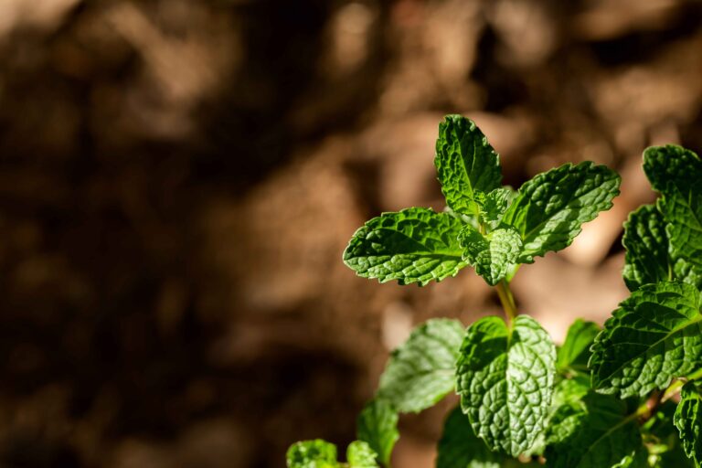 10 Cara Menyajikan Teh Peppermint yang Segar dan Menyehatkan