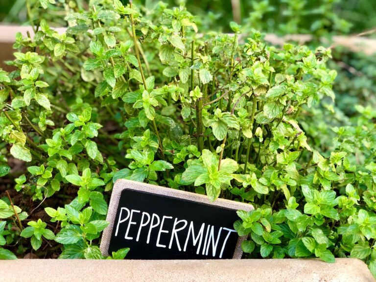 10 Fakta Menarik tentang Peppermint yang Jarang Diketahui