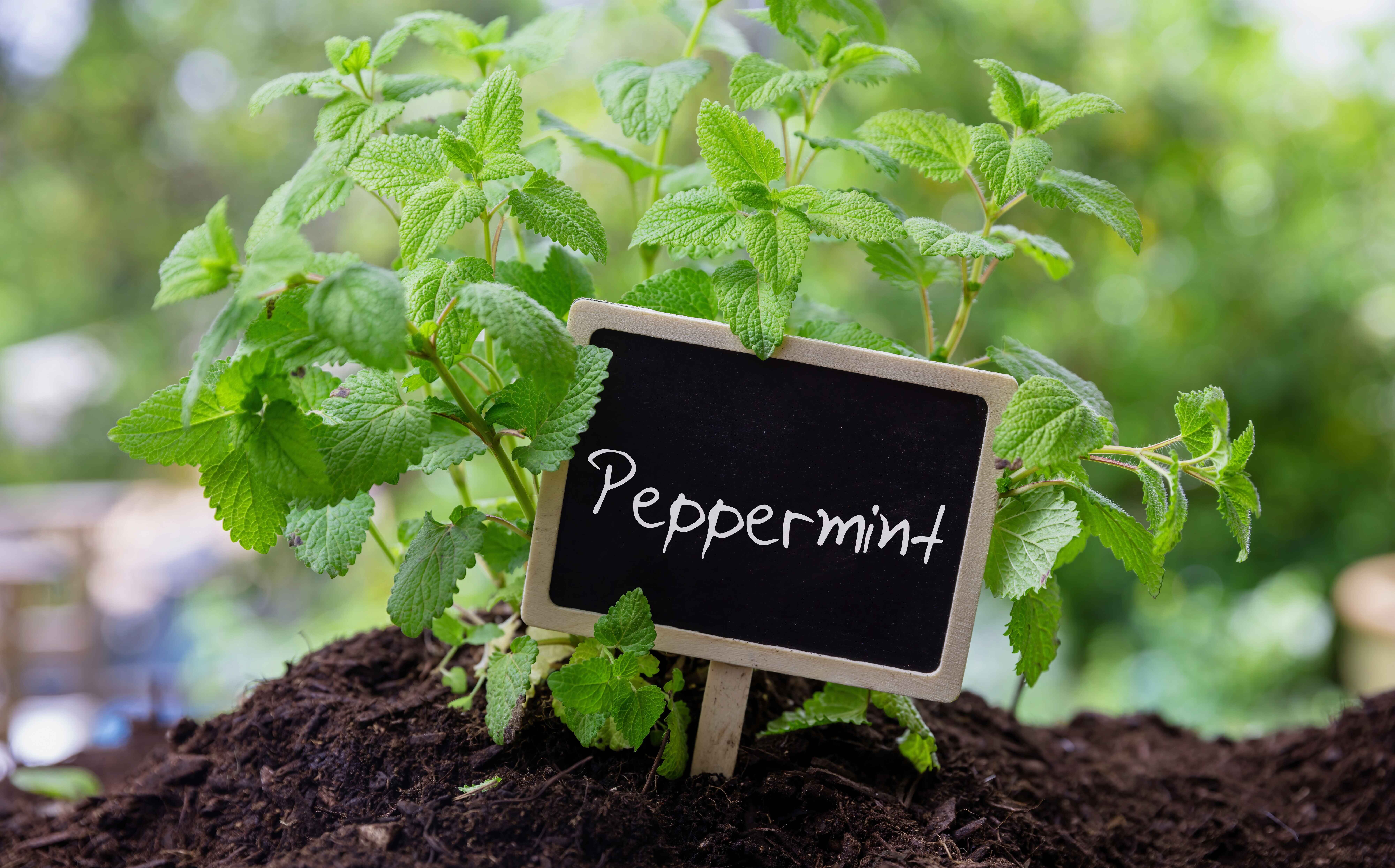 10 Manfaat Peppermint untuk Kulit Wajah dan Cara Menggunakannya