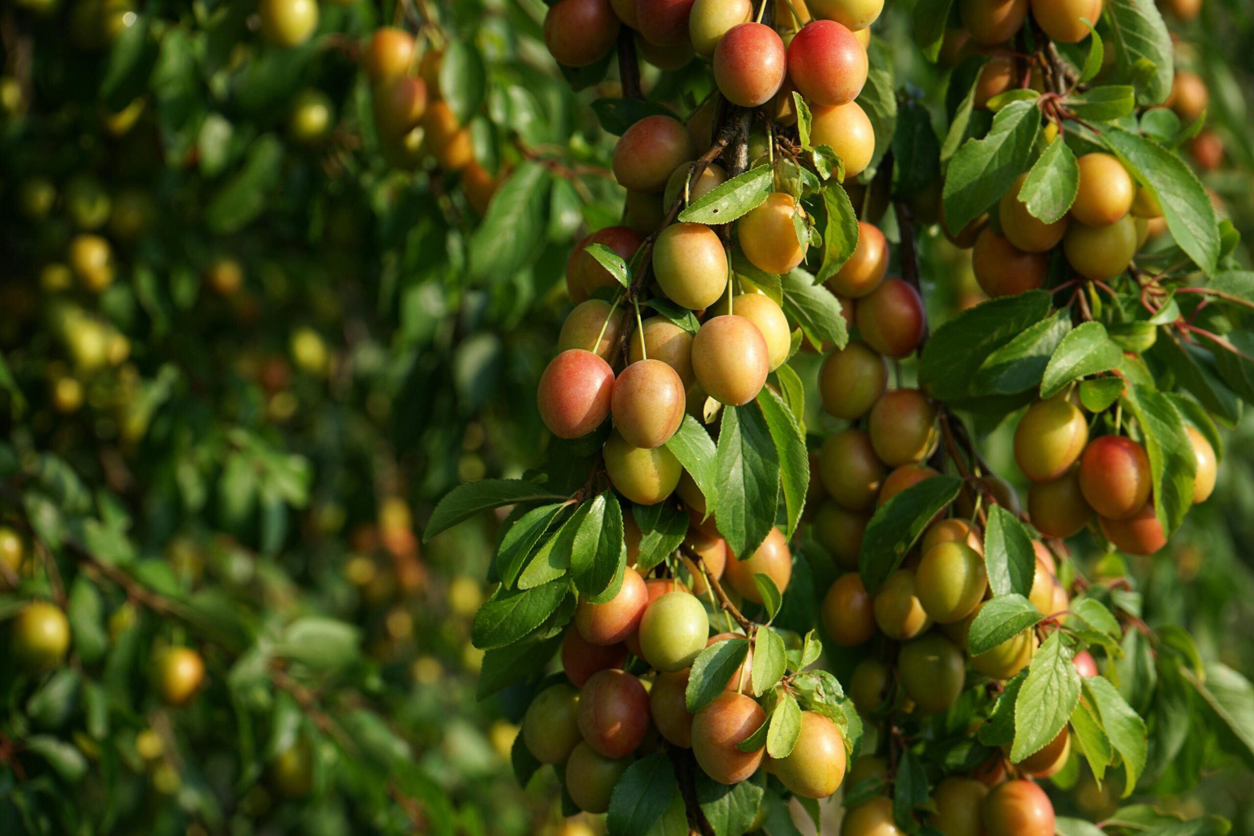 Kandungan Kacang Hazelnut