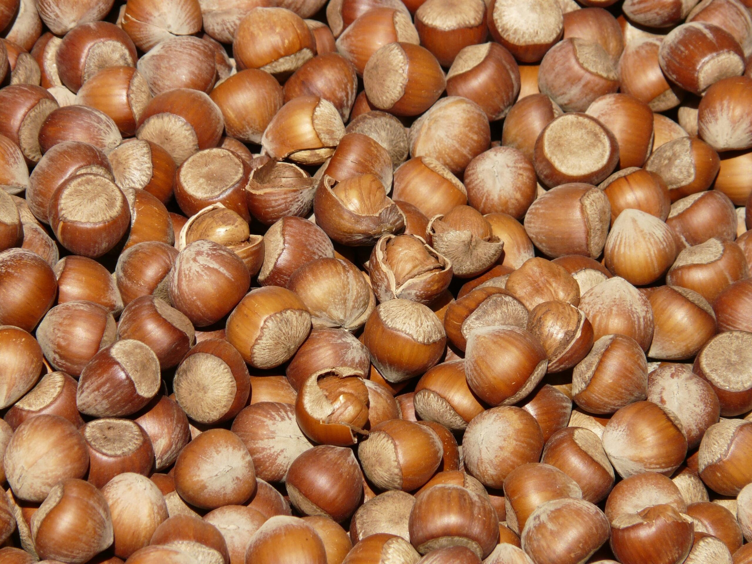 Fakta Kacang Hazelnut