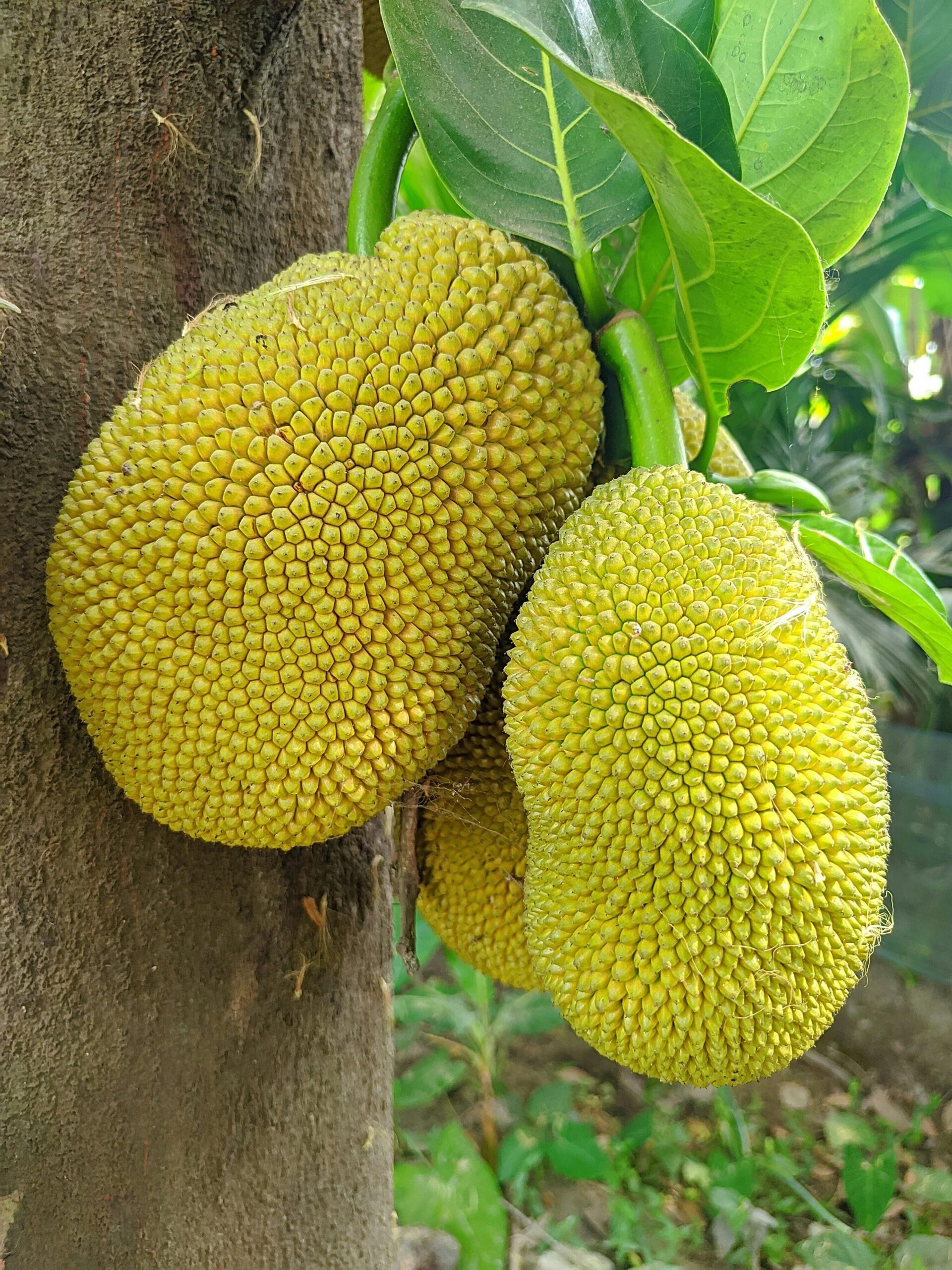 Kandungan Buah Nangka