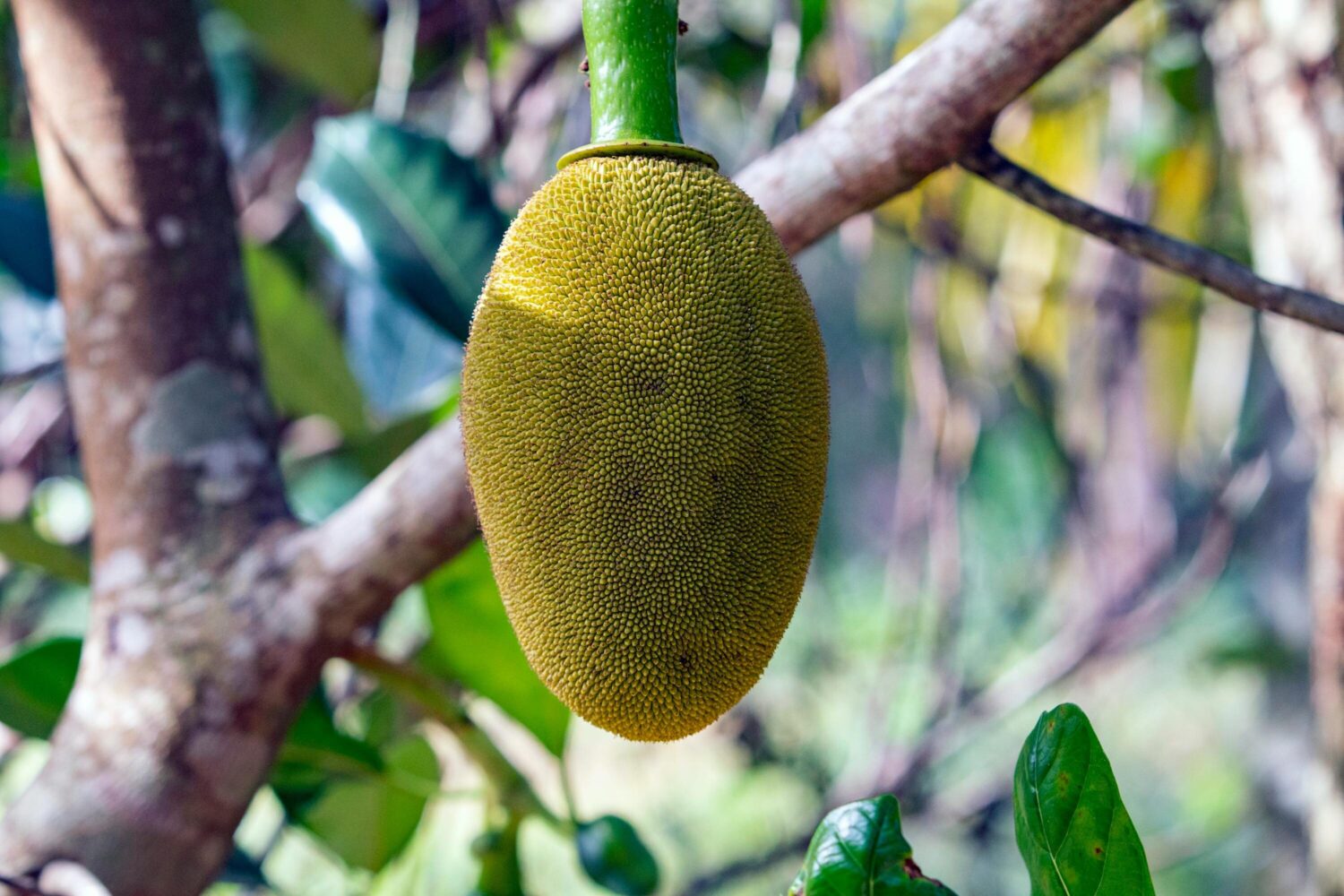 Mitos Buah Nangka