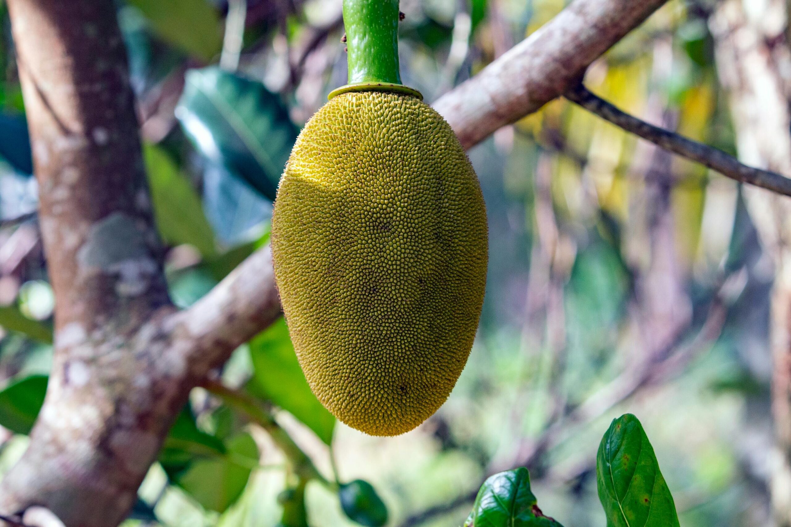 Mitos Buah Nangka