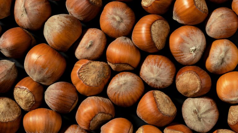 Fakta Kacang Kemiri
