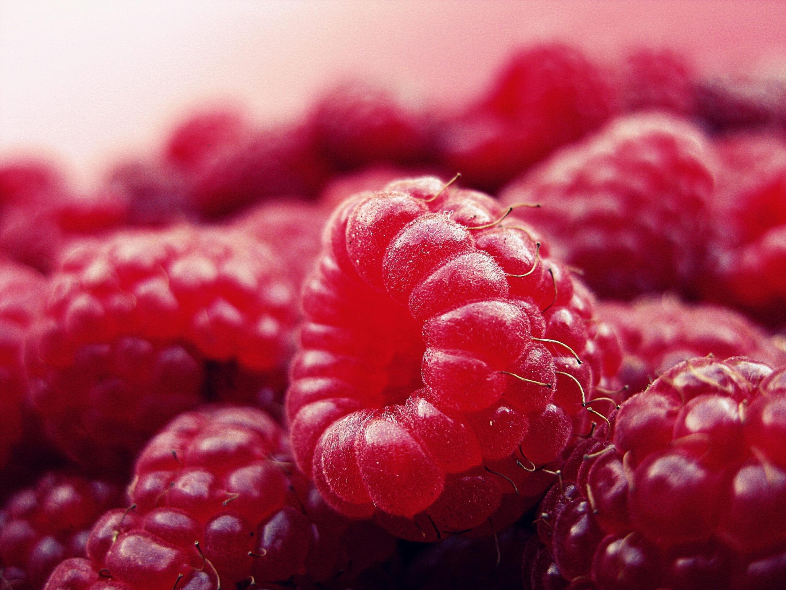 Fakta Buah Raspberry