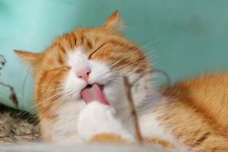 5 Fakta Unik Tentang Kucing