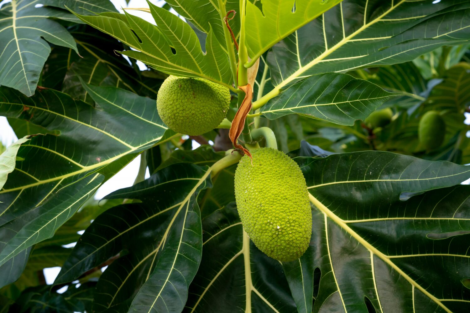 Fakta Buah Sukun