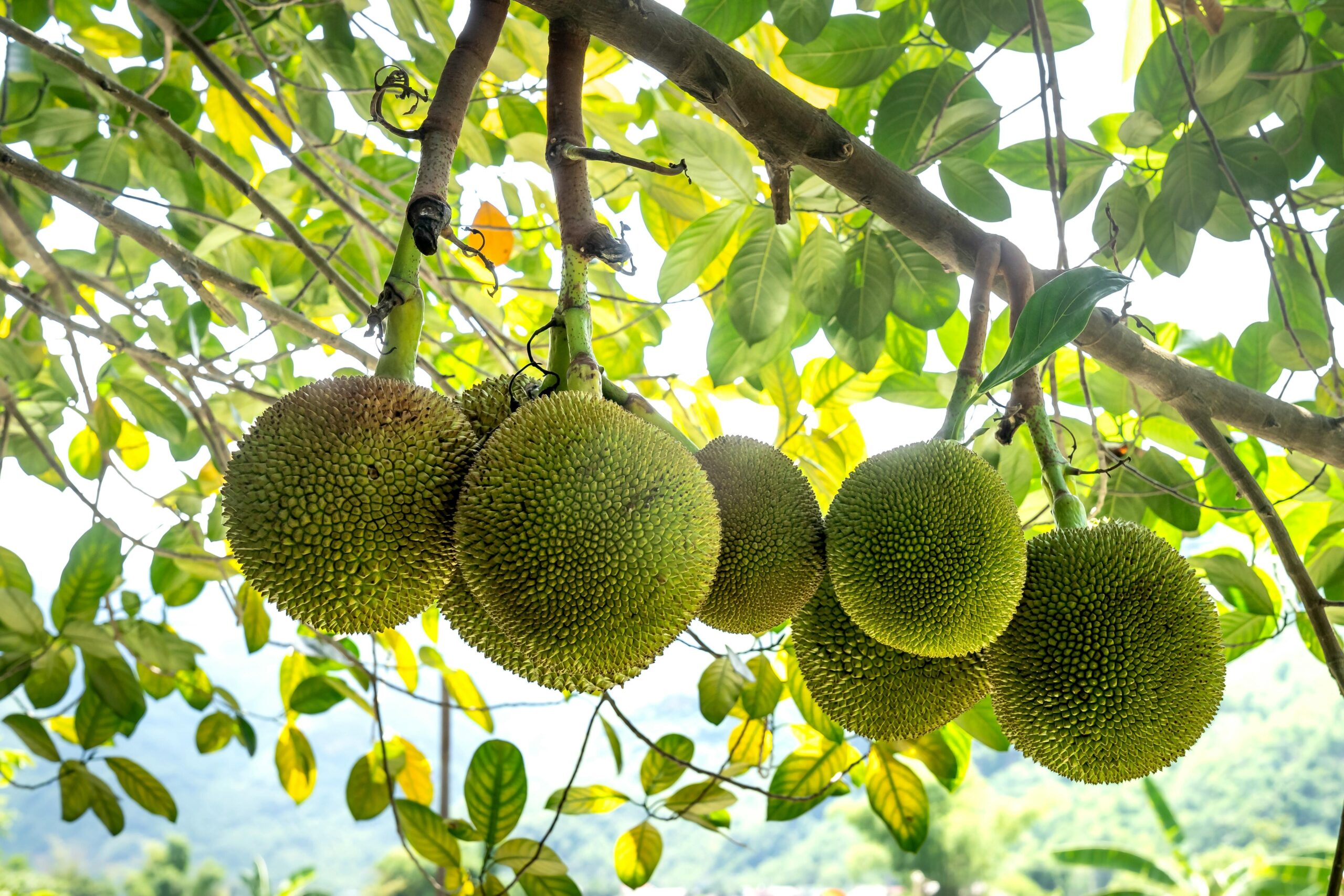 Kandungan Buah Sukun