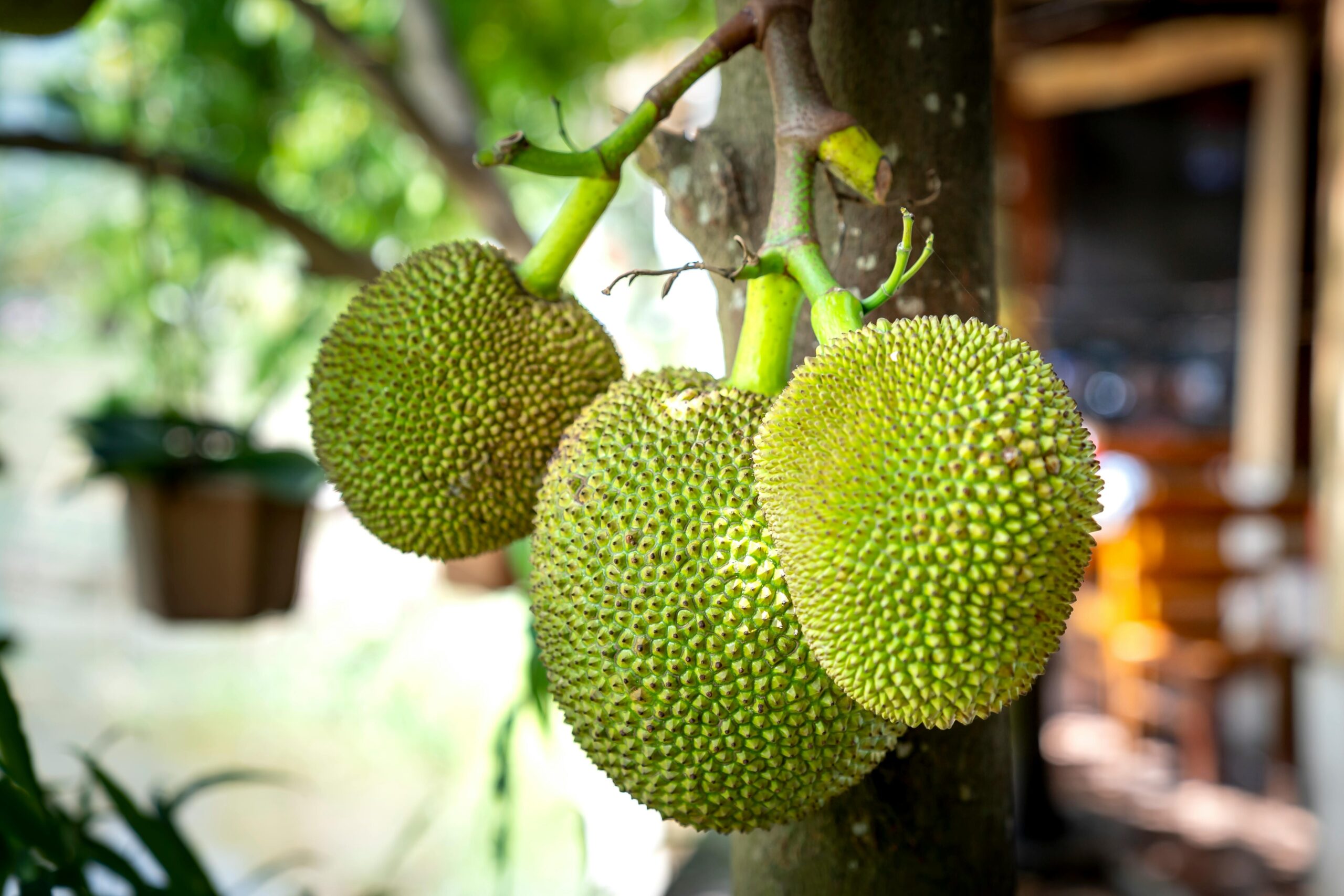 Manfaat Buah Sukun