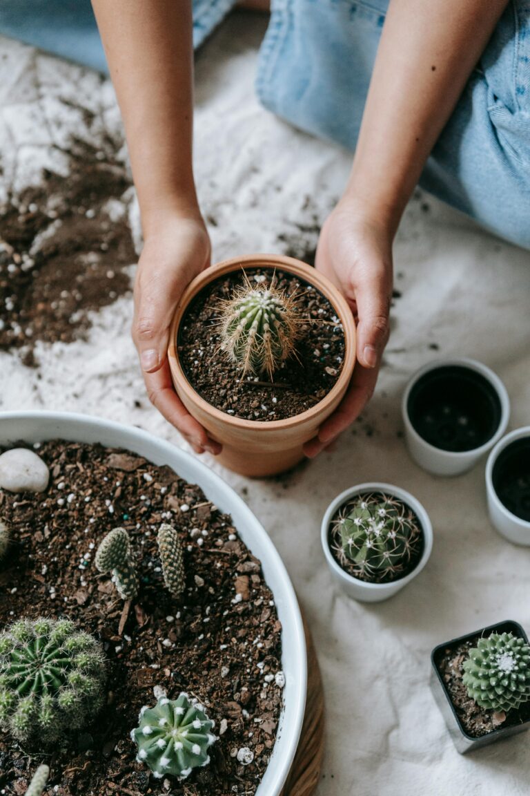 5 Cara Merawat Kaktus agar Tetap Sehat dan Cantik