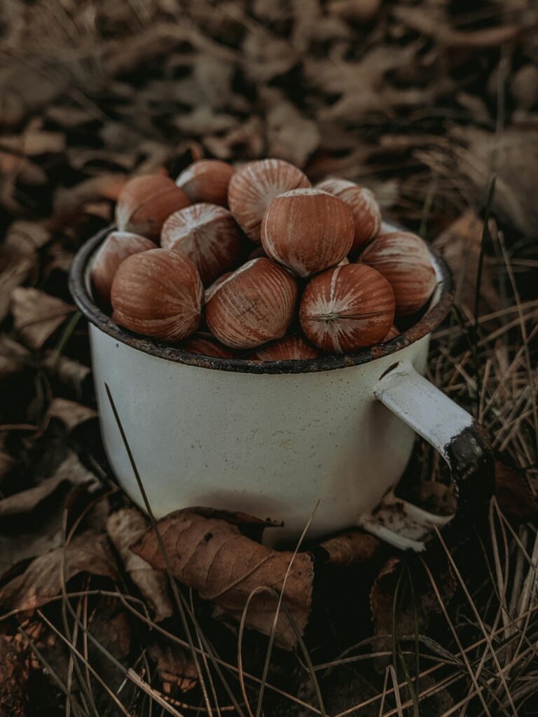 Kandungan Kacang Kemiri