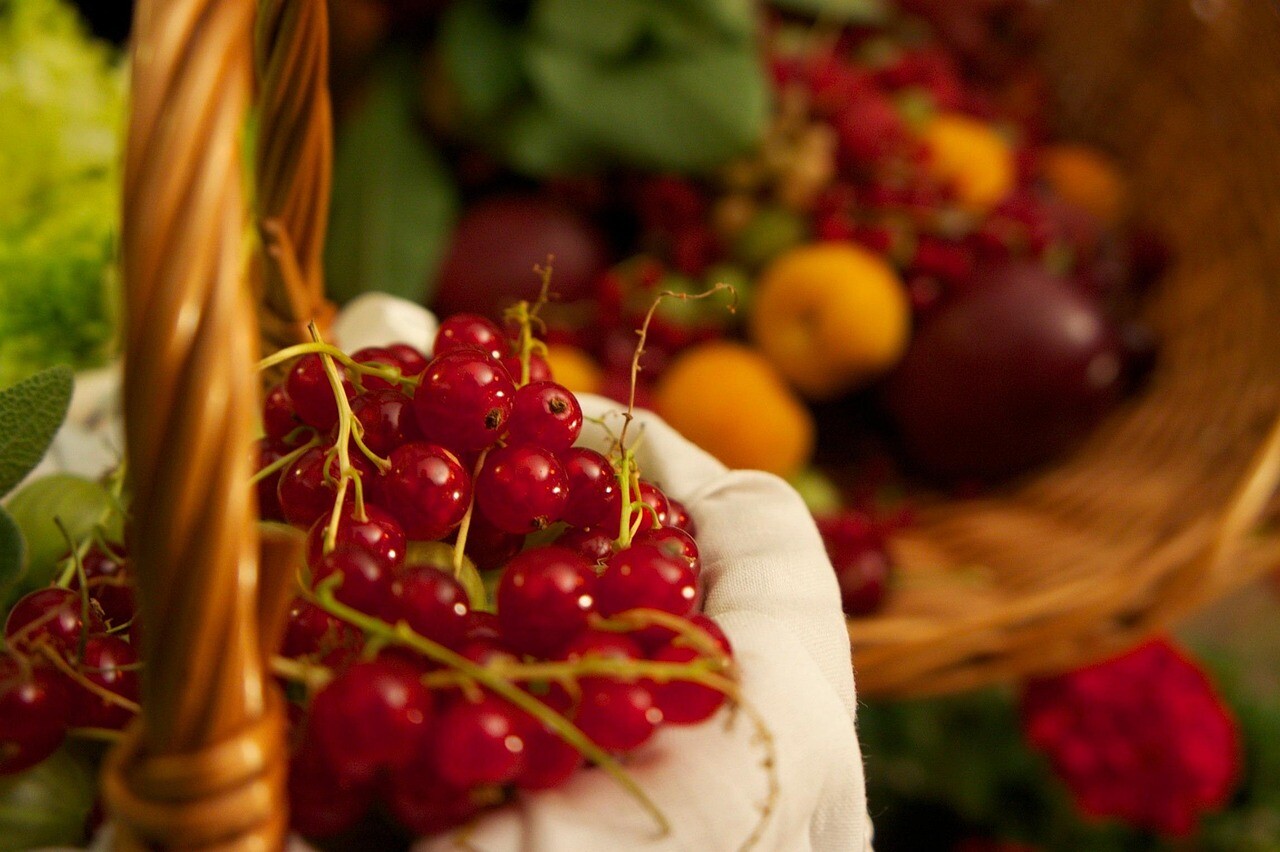 Fakta Buah Red Currant