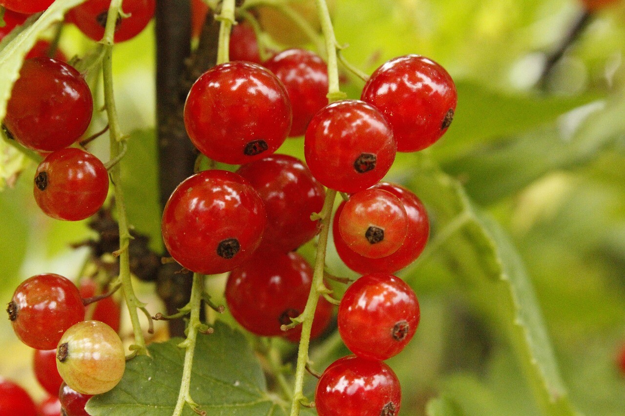 Kandungan Buah Red Currant