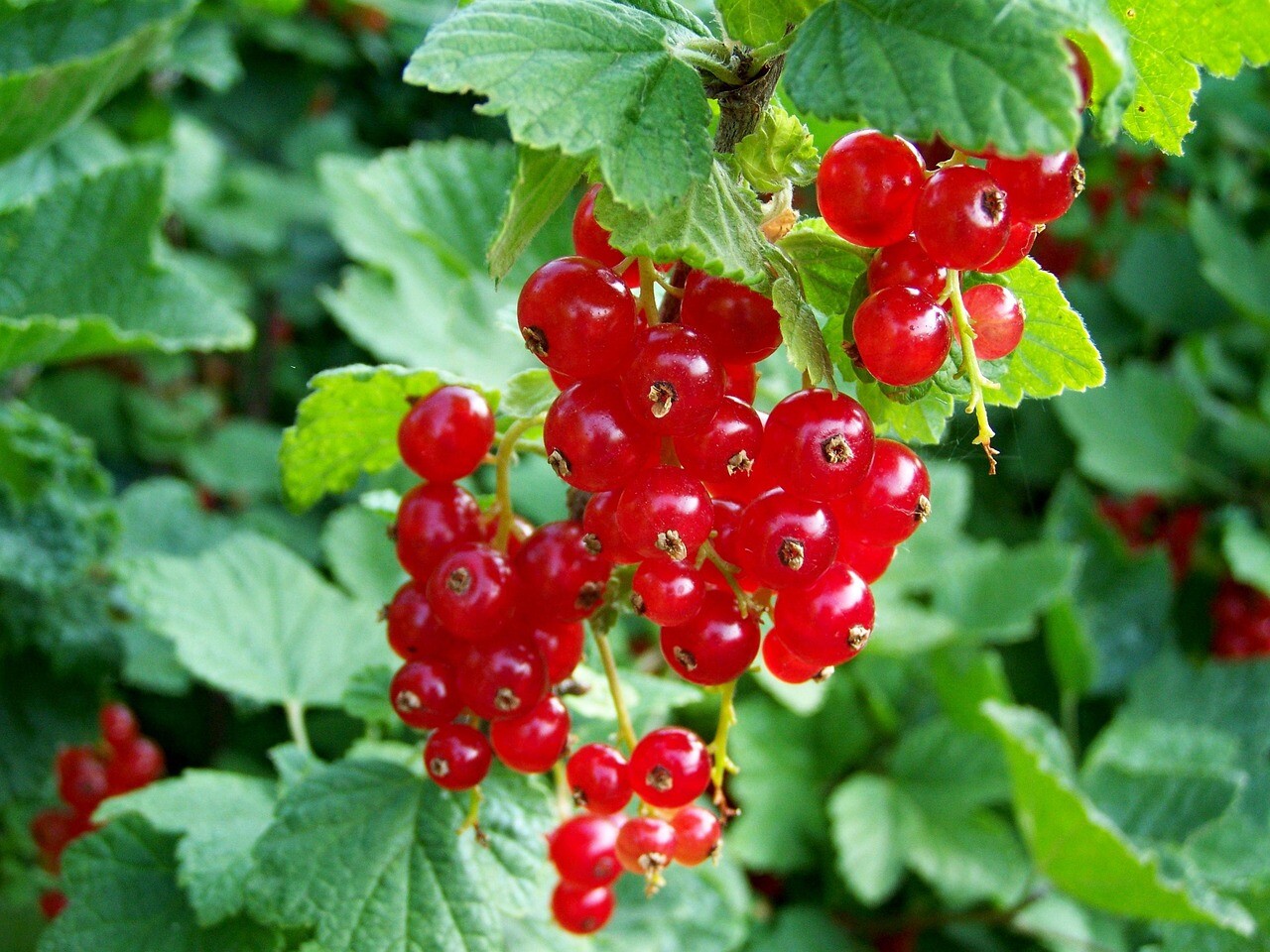 Mitos Buah Red Currant