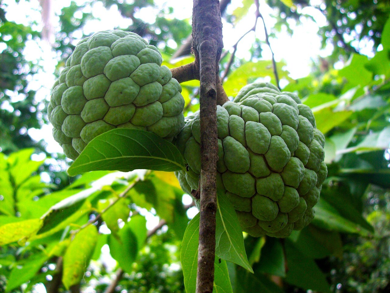 Kandungan Buah Srikaya