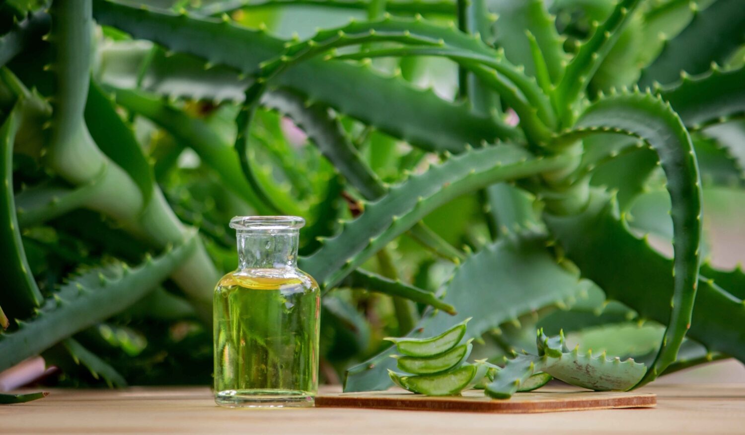 7 Cara Mengatasi Luka Bakar Ringan dengan Lidah Buaya