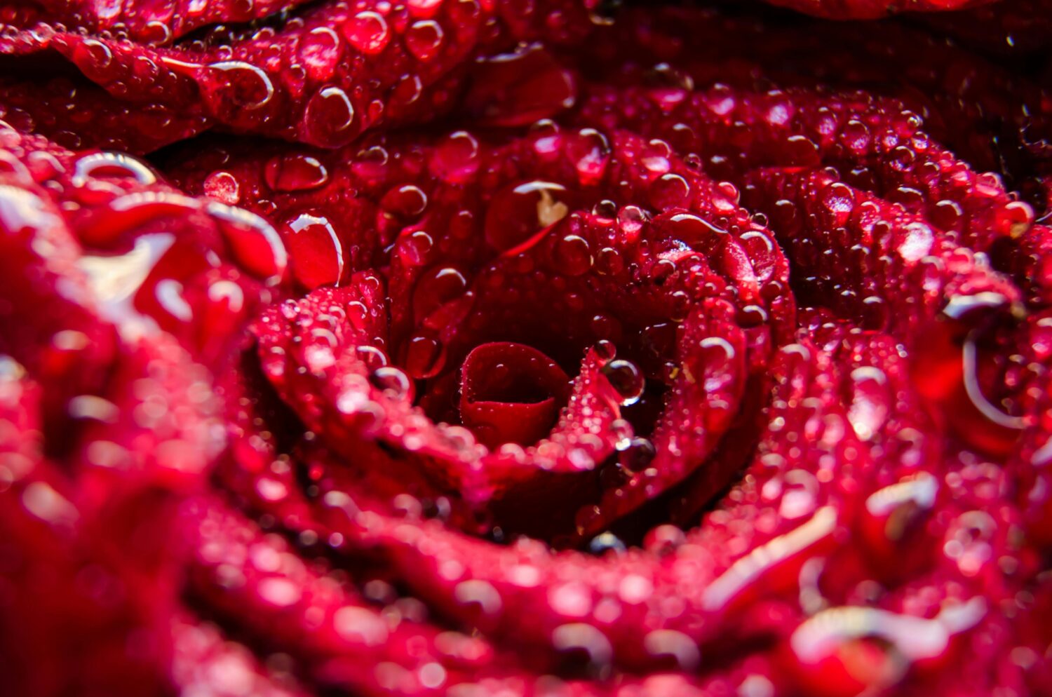 Kandungan Rose Water