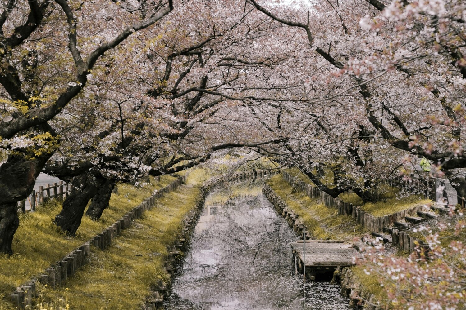 Kesalahan Liburan ke Jepang