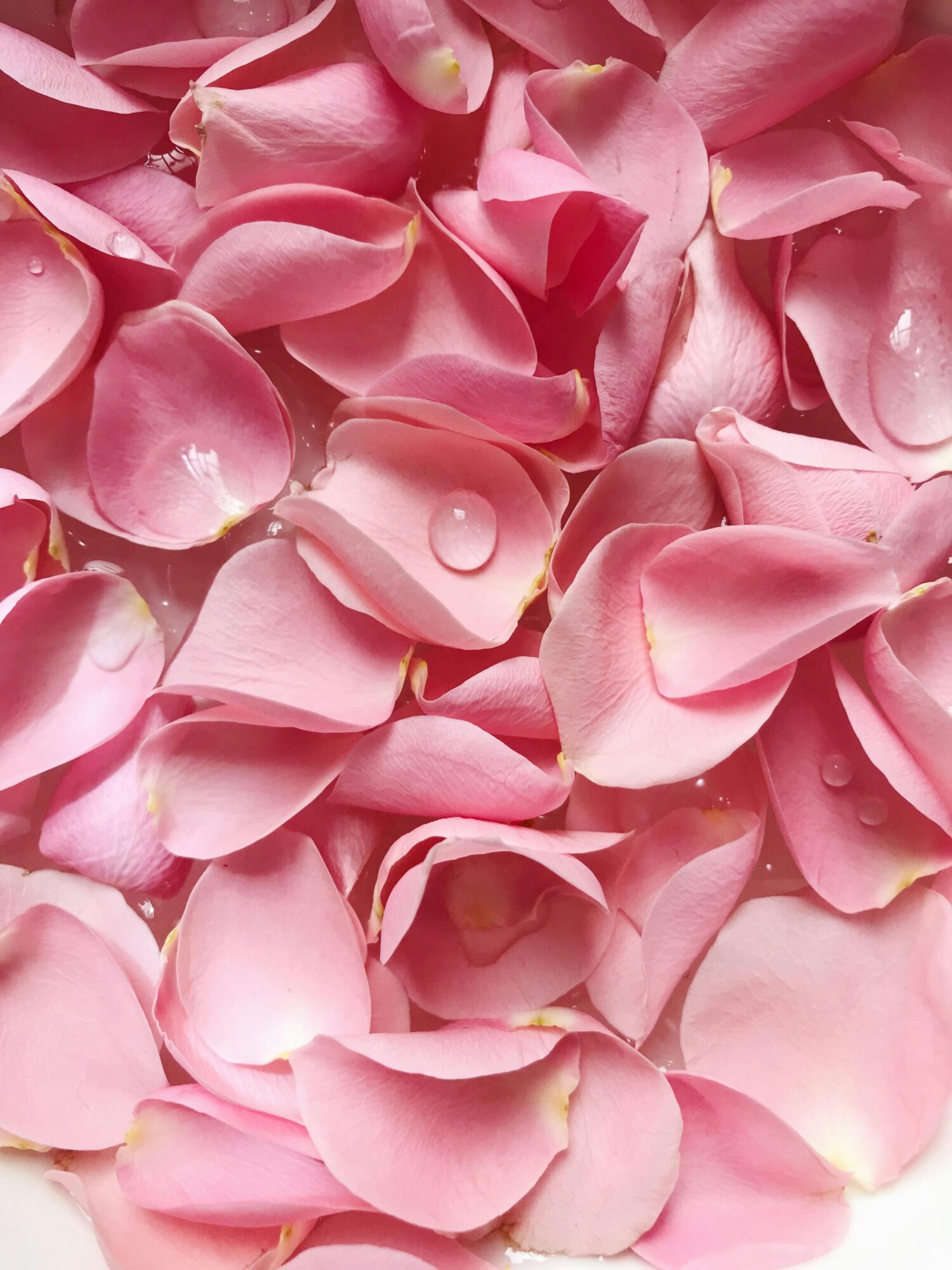 Fakta Rose Water