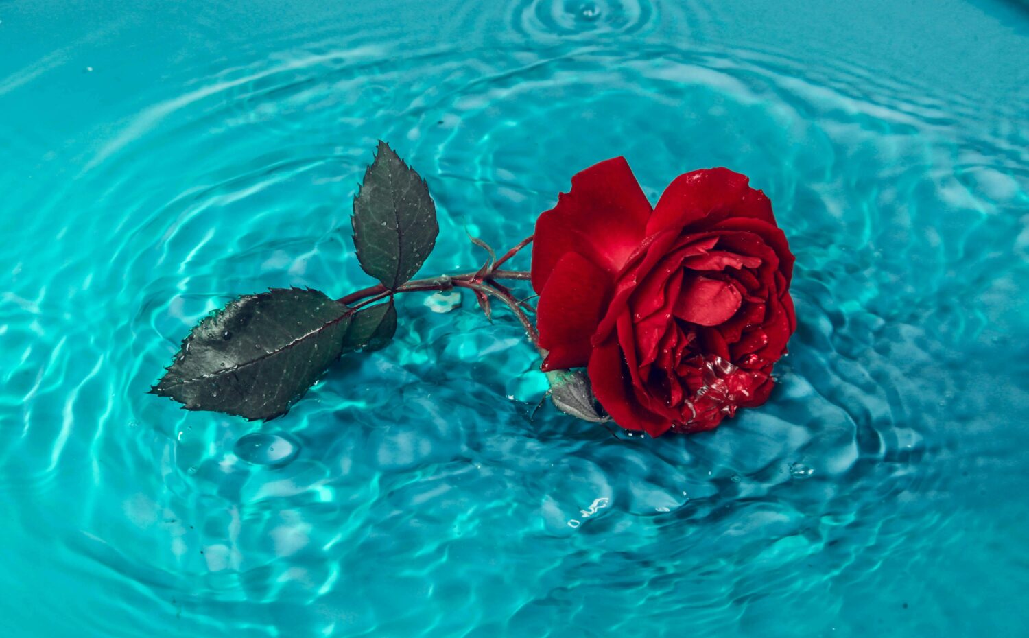 Manfaat Rose Water