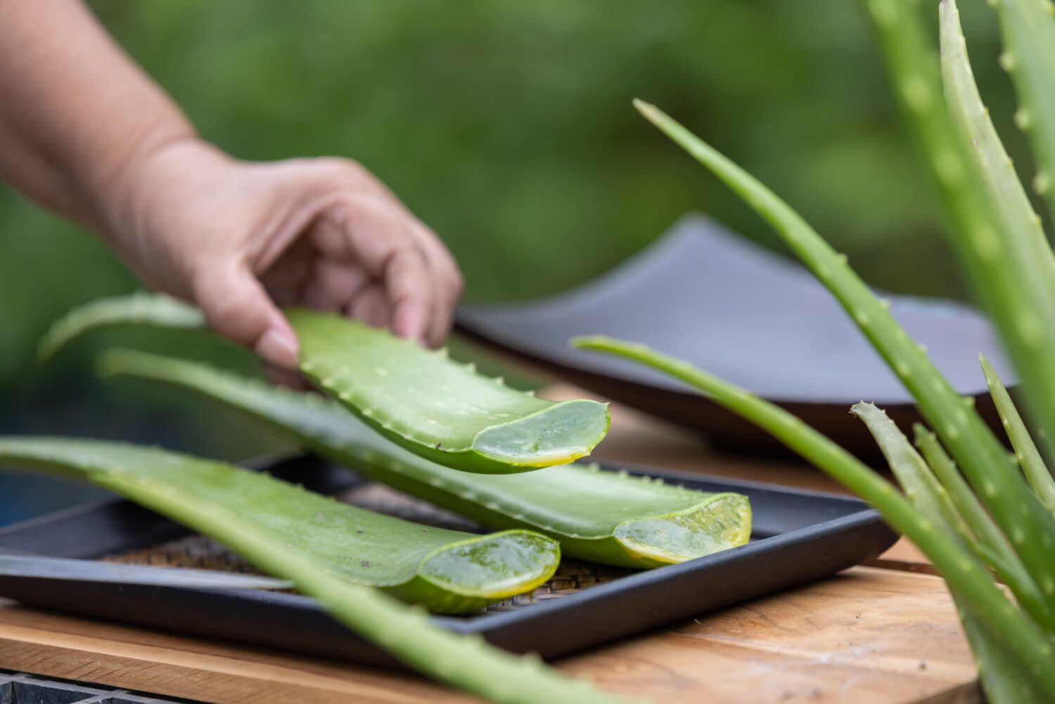 10 Pertanyaan Umum Seputar Lidah Buaya untuk Kecantikan