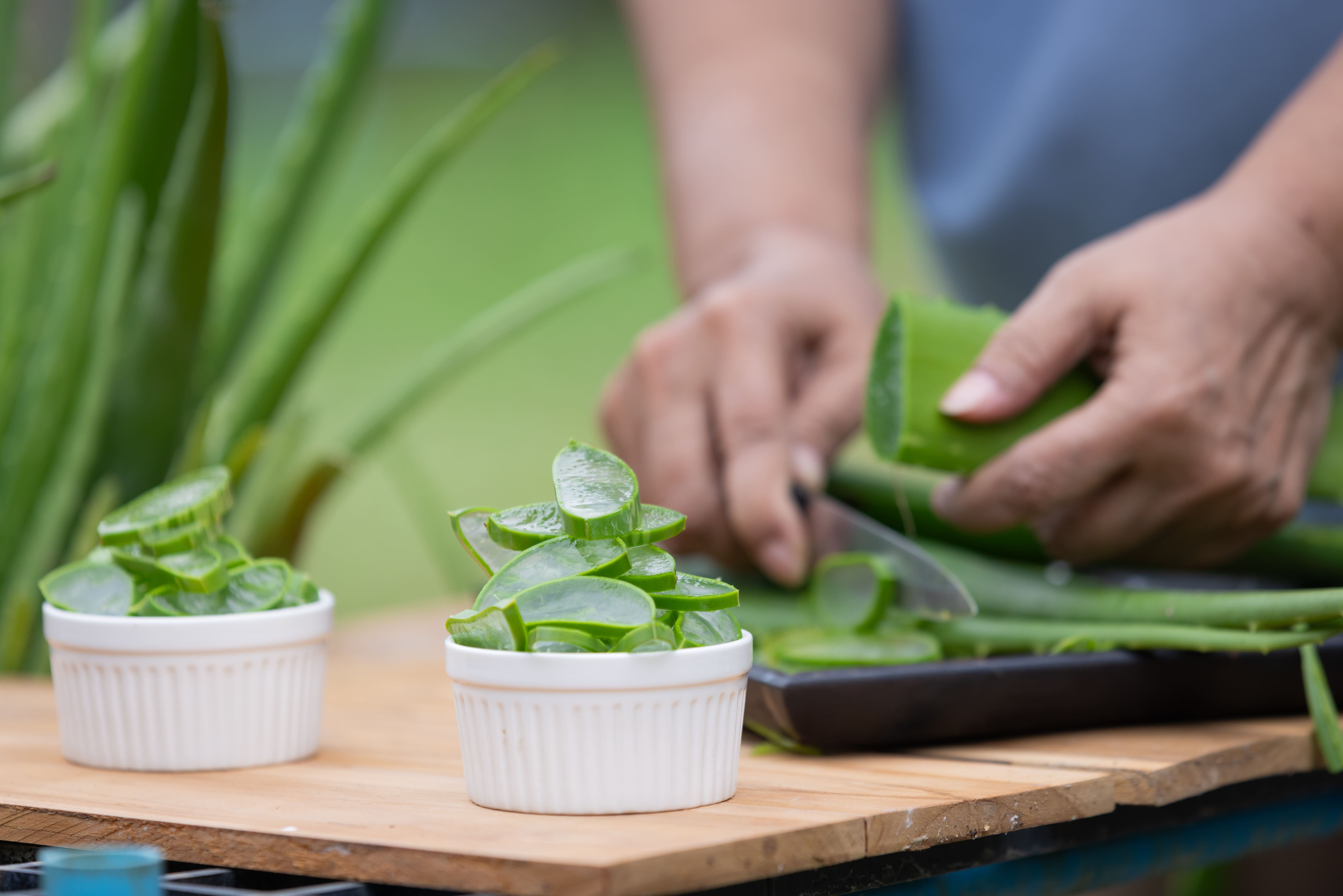 10 Pertanyaan Umum Seputar Lidah Buaya untuk Kecantikan