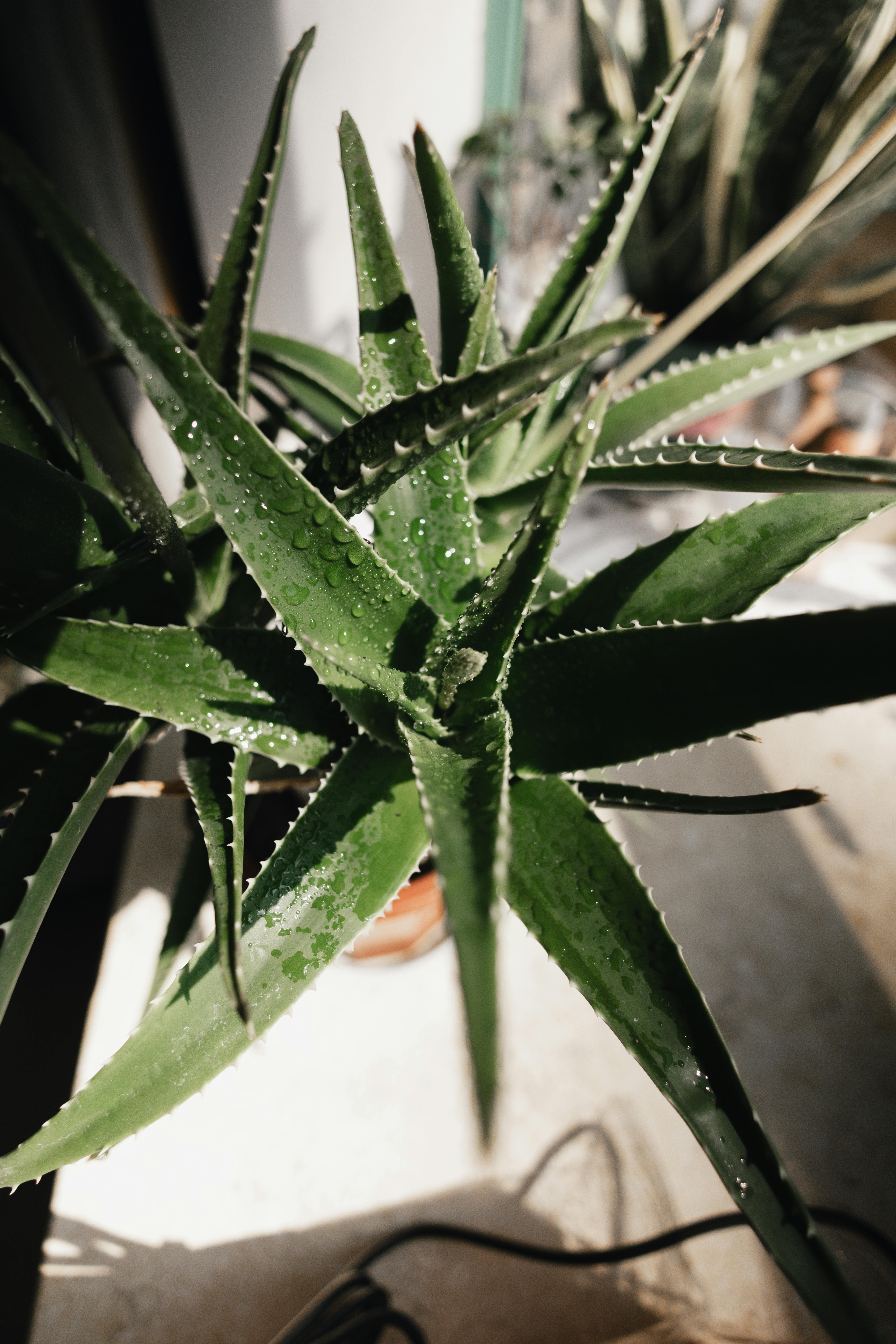 Kombinasi Bahan Lidah Buaya